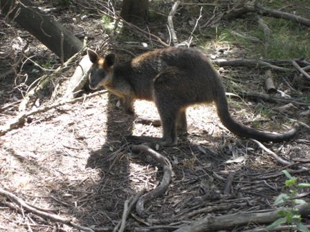 ein Wallaby
