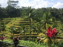 Terrassen bei Ubud