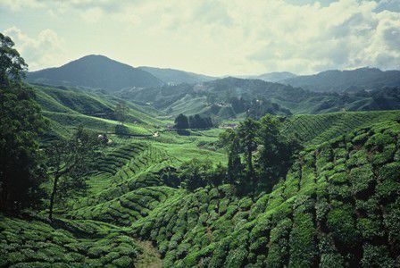 Teeplantagen