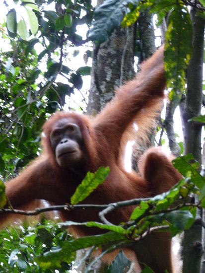 Orang-Utan