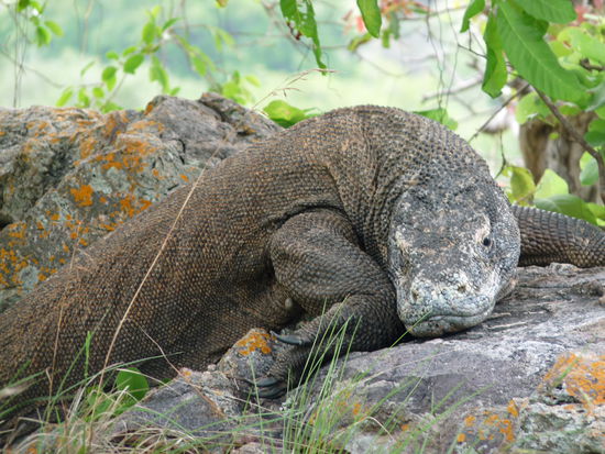 Komodo Dragons auf Rinca Island