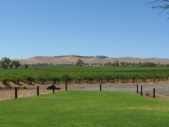 Weinberge im Barossa Valley