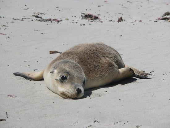 Seal Bay
Dieser kleine Seeloewe hat sich vorsichtig an uns herangepirscht. Er wollte wohl unbedingt fotografiert werden...