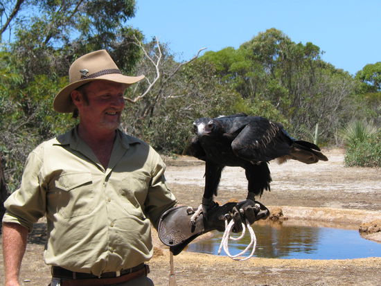 Dave Irwin mit einem Wedge-tail Eagle