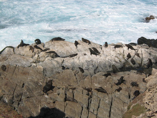 Neuseelaendische Pelzrobben beim Admirals Arch
