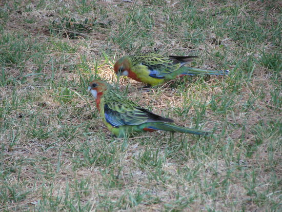 Botanischer Garten - Rainbow Lorikeet