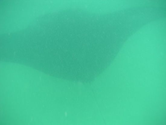 Mantarochen