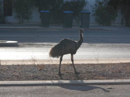 Emu in Exmouth