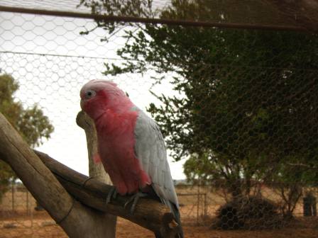 Greenough Wildlife & Bird Park