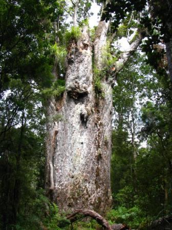 Te Matua Ngahere