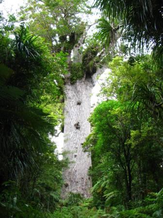 Tane Mahuta
