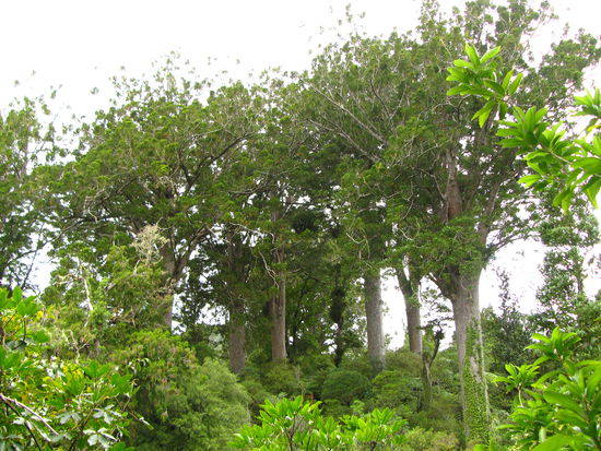 Kauri Grove