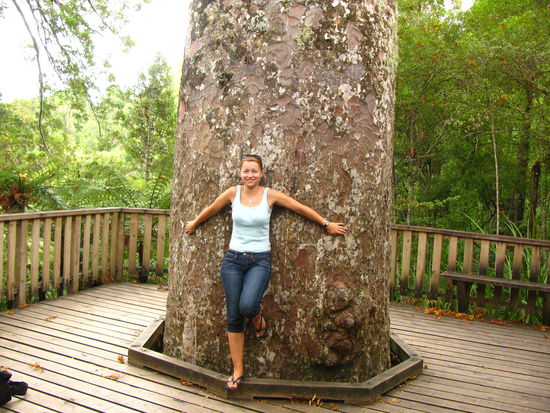 Kauri Grove
