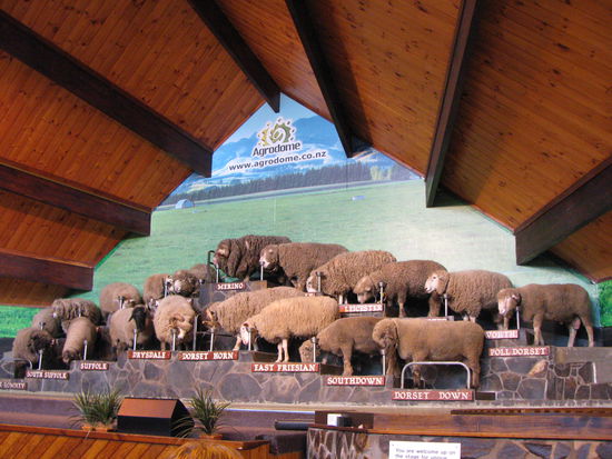 Sheepshow im Agrodome