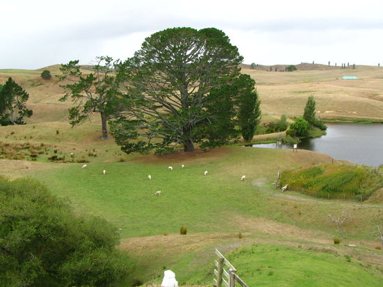 Partybaum und Partyfeld
