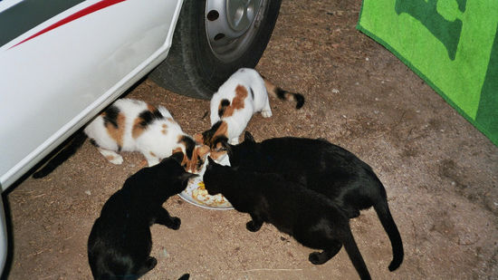 Katzen sind allgegenwärtig