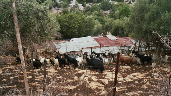 weitere Ziegenställe
