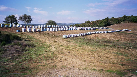 Bienen Stöcke auf Sithonia