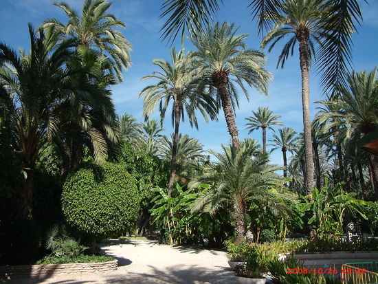 Palmen Park in Elche / Elx