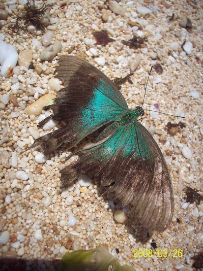 unendlich viele schmetterlinge hier auf bali, in allen farben und groessen