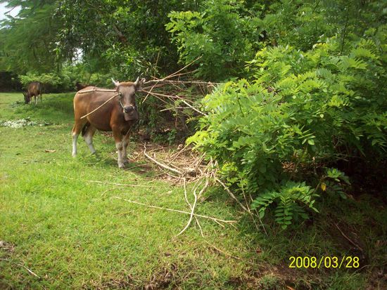 ... grasende kuehe im flauschigen gruen
