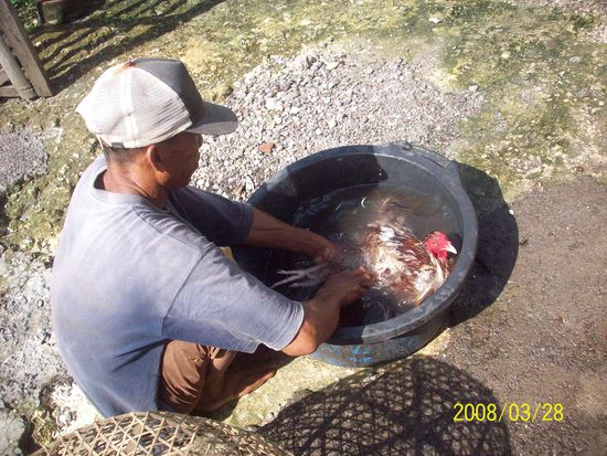 unser hausherr bei der liebevollen pflege seiner (kampf)haehne