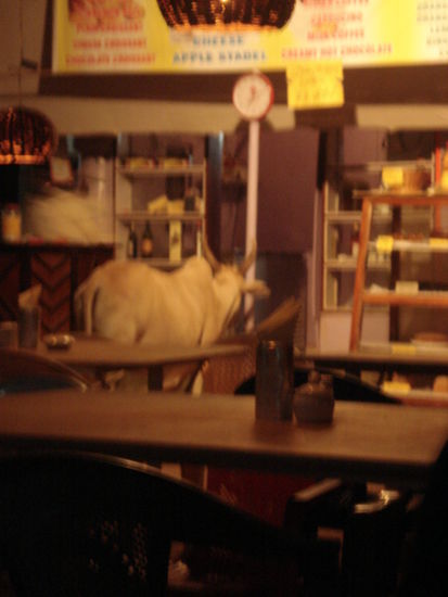 zum abschied in palolem: eine heilige kuh im restaurant!