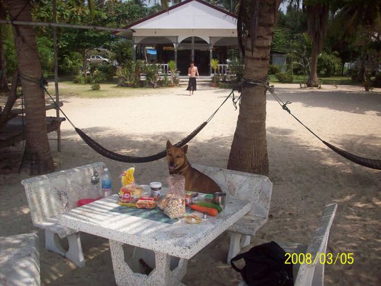 fruehstueck bei uns am strand, mit "shortleg", der chrisy in diesem urlaub auch zu einem hunde-fan werden liess!