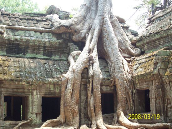ta prohm mit seinen alles umschlingenden spung baeumen