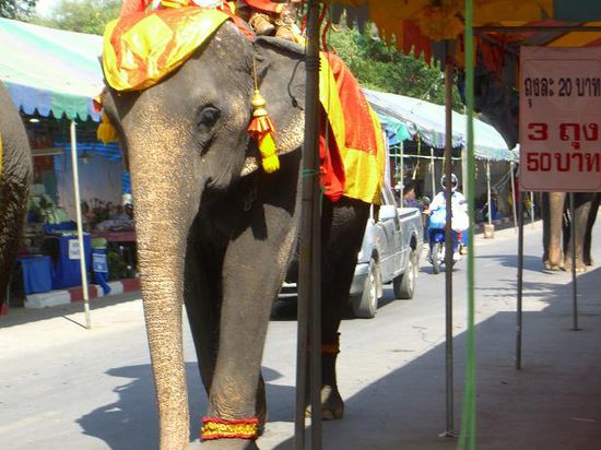 Elefant hat meistens Vorfahrt ...