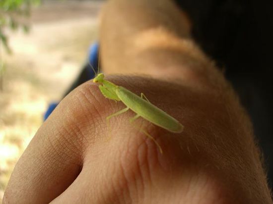 ist halt doch ein Nationalpark - eine Gottesanbeterin sitzt plotzlich auf meiner Hand, keine Ahnung, wo die hergekommen ist ...