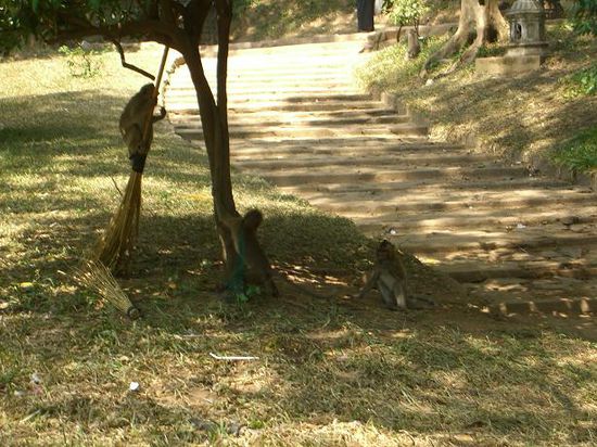ganze Affenbanden am Wat Phnom