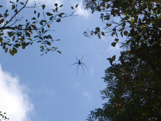 Das nennst Du eine Spinne ? DAS ist eine Spinne !!