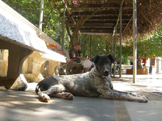 Einer der Tempelhunde, die ich adoptiert hatte ... sie ist mir ueberall hin gefolgt, hier sind wir oben im Tempel ...