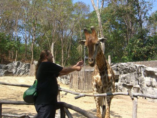 Das auch nicht ... so eine ausgewachsene Giraffe ist wirklich hoch ...