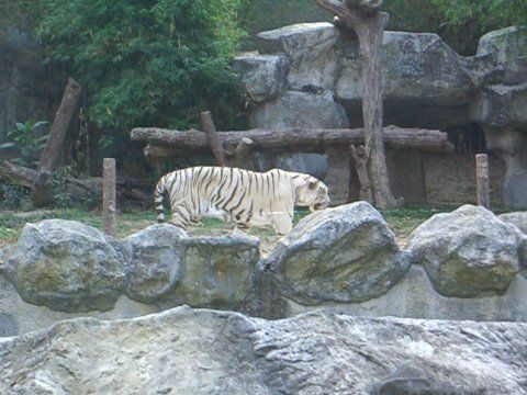 Eins der seltenen Tiere im Zoo, ein weisser Tiger (und man bemerke: keine Glaswand, lediglich ein Wassergraben ...)