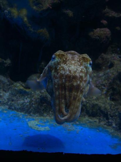 Cuttlefish - den hab ich schon live vor Ko Tao gesehen