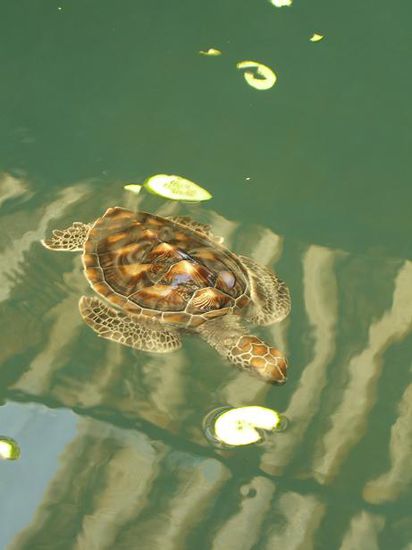 Die Schildkroeten in Streichelnaehe ...