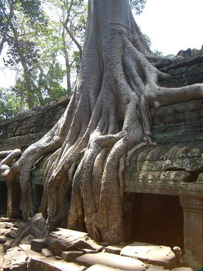 Wie hat es eine Amerikanerin neben mir so treffend ausgedrueckt: "The Tree doesn't give a Fuck about the temple"
