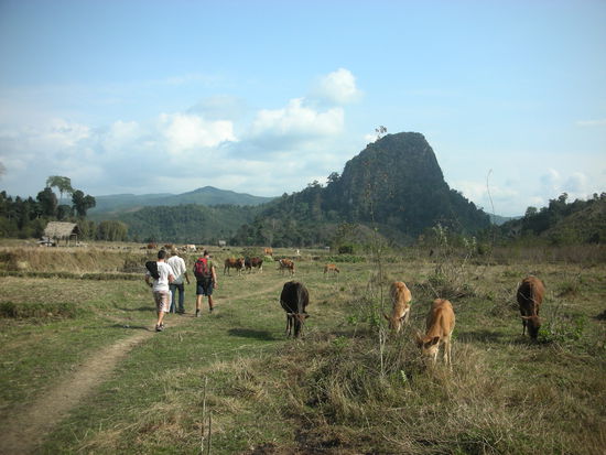 Ueberall Bueffel und wir mittendrin!