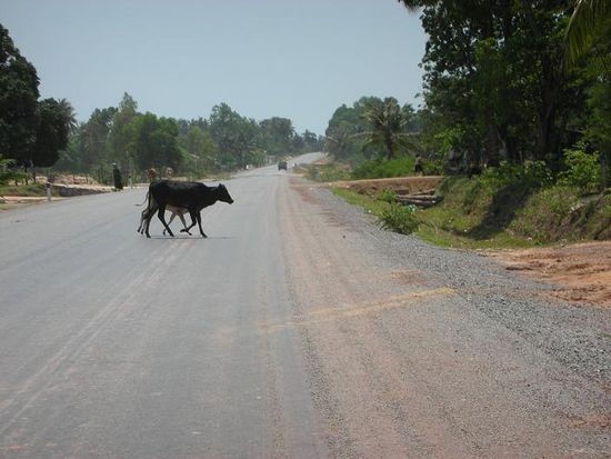 Mal wieder Kuehe auf der Strasse