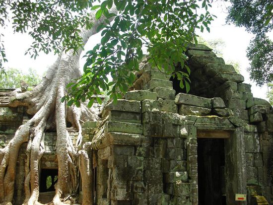 nochmal Ta Prom oder wie ein Baum wohl auf die Idee kommt von da oben loszuwachsen?!