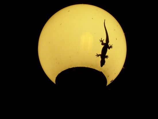 Sie sind einfach ueberall...