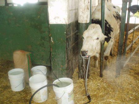 Drenchen mit Elektropumpe direkt in den Pansen. Etwa 80 Liter Wasser, Mix aus Elektrolytloesung, Propylenglycol und Gruenmehl