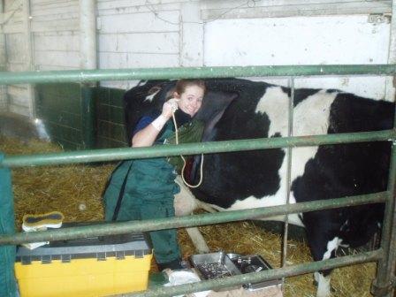 Christy beim Annaehen des Labmagens
