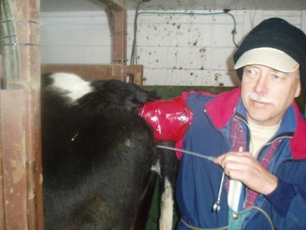 Dan beim Cow-flushing.