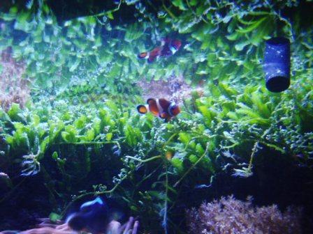NEMO