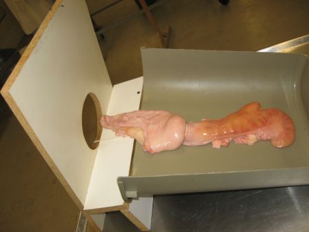 Gebärmutter mit Cervix an einer künstlichen Kuh um etwa die Lage im Tier nachzuahmen