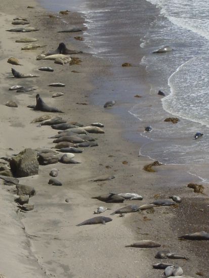 Seelöwen bein Sonnenbaden