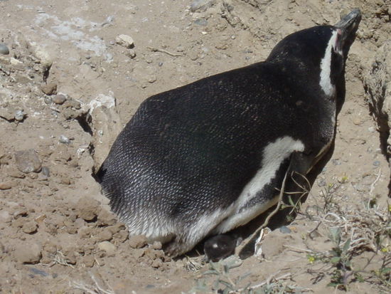 Magellanpinguin